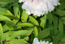 本命年是多少岁,本命年怎么算开始结束-算命那点事