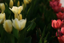 2022年开工黄道吉日查询,开工吉日一览表-算命那点事